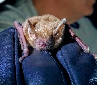 Yuma Myotis