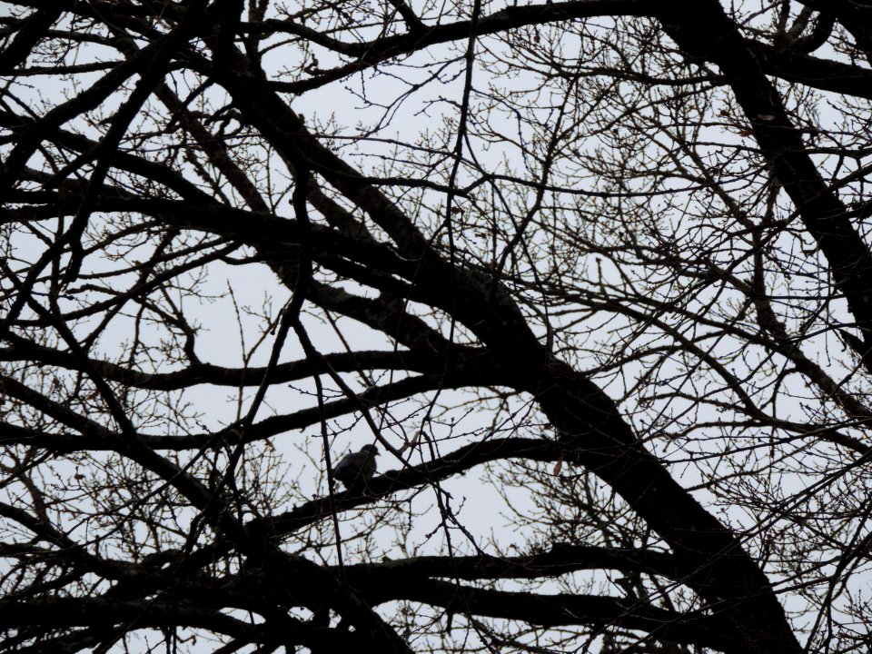 3 B  un pigeon surveile