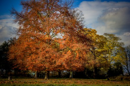 Richmond Park
