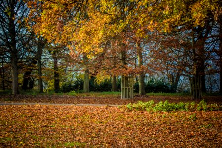 Richmond Park photo