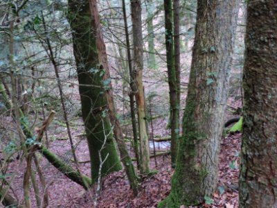 13DSCN6114en bas la rivière