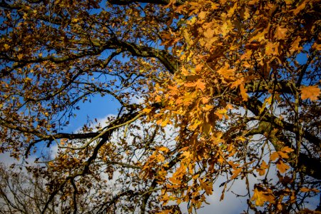 Richmond Park