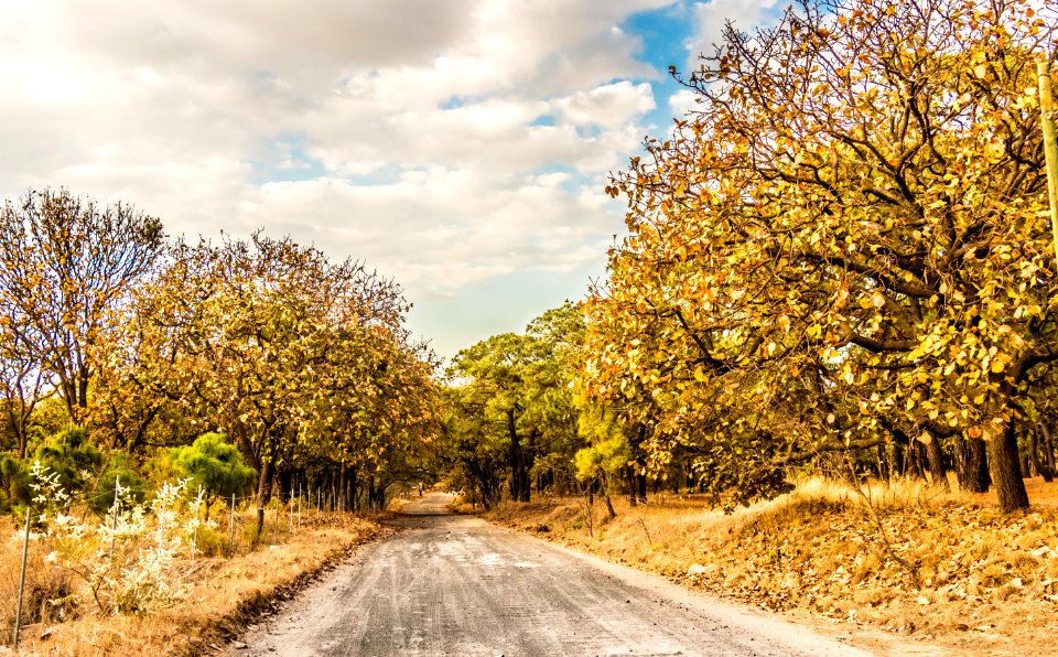 Guadalajara y su bosque de la eterna primavera