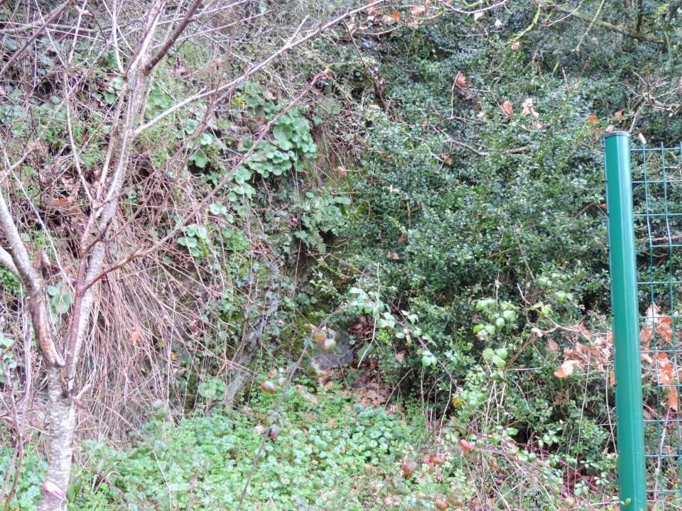 43DSCN6144 petit passage et à sa droite du buis