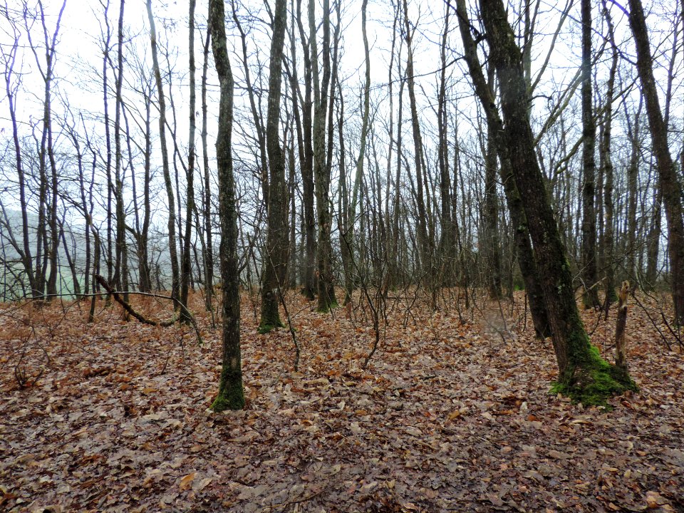 10DSCN6111 carrière sous bois
