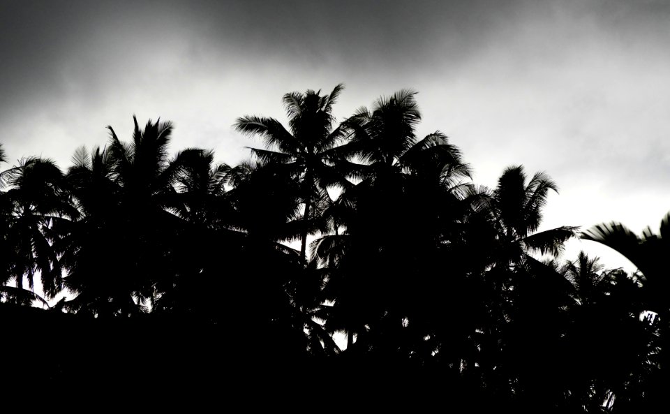 palms