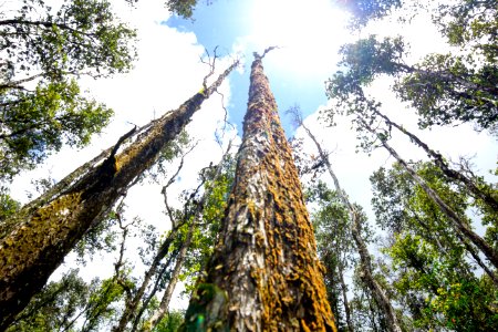 Ohia Forest