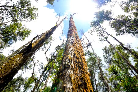 Ohia Forest photo