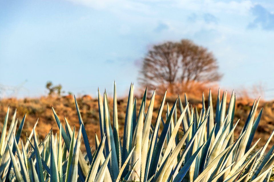 Amatitán, Jalisco