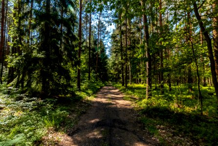 Drawieński Park Narodowy photo