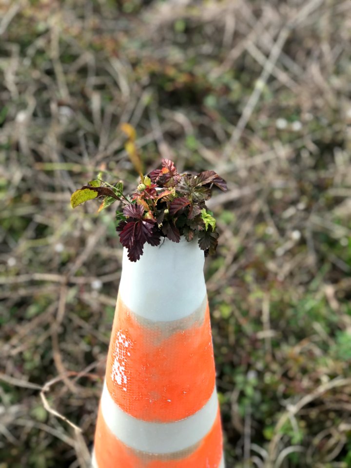 Nature Will Always Find a Way
