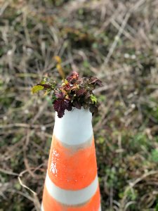 Nature Will Always Find a Way