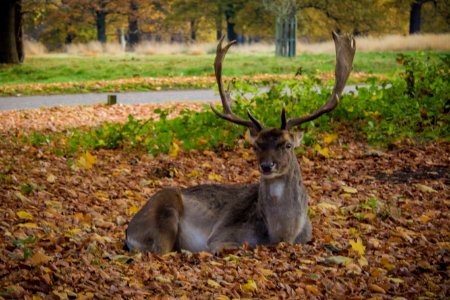 Richmond Park
