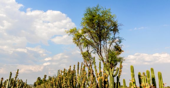 Techaluta, Jalisco, México