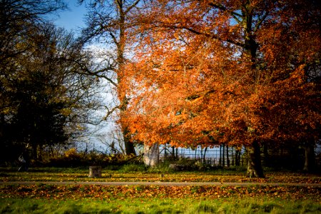 Richmond Park