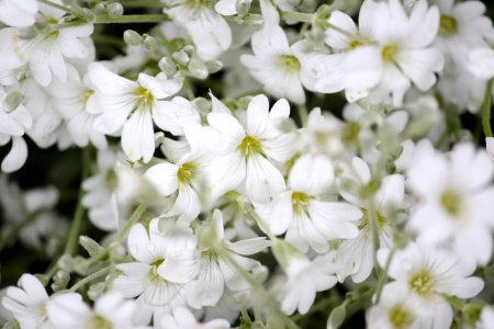 Fleurs blanches photo