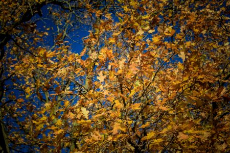 Richmond Park