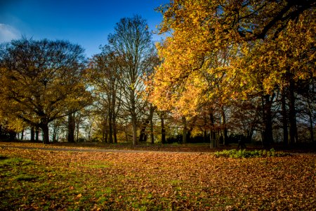 Richmond Park