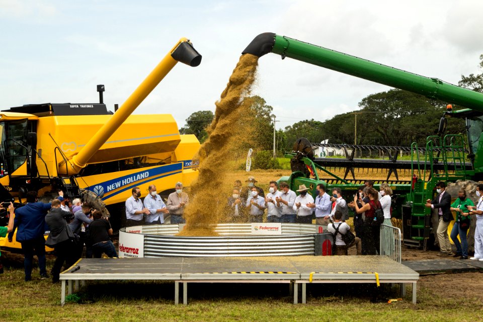 11.02.2021 - Prefeita Paula Mascarenhas participa da 31ª Abertura Oficial da Colheita do Arroz e Grãos em Terras Baixas- Foto: Gustavo Vara