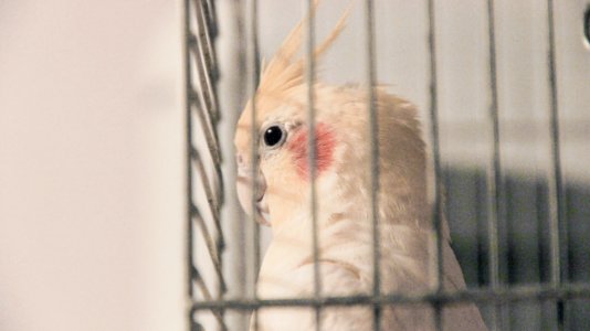Corella