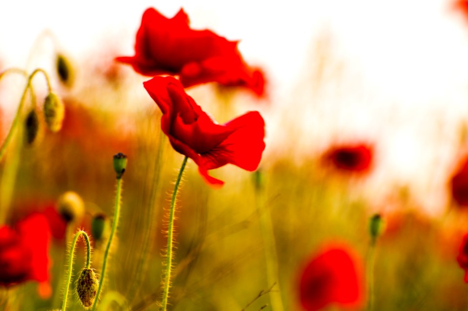Red Poppies in Liberty Lake, WA.