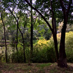 Banks of the Danube