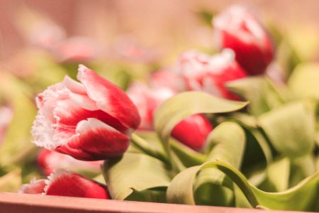 Women`s day