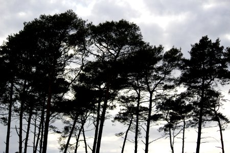 Arbre contrejour photo