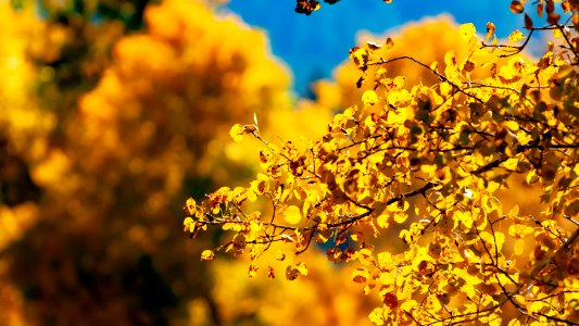 Autumn aspens in the Palouse near Mica, WA.