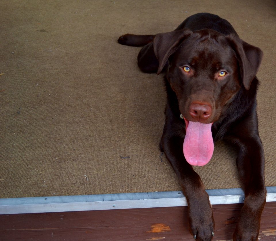 Chocolate Lab