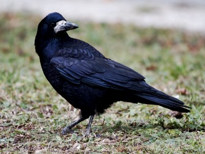 crow, head turned