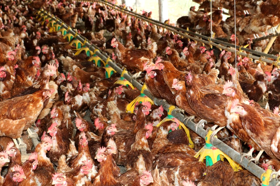 06.03.2020 -Especial sobre criação de aves - Foto Janine Tomberg