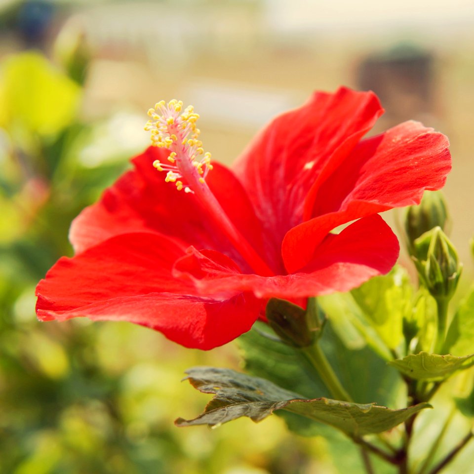 Hibiscus.