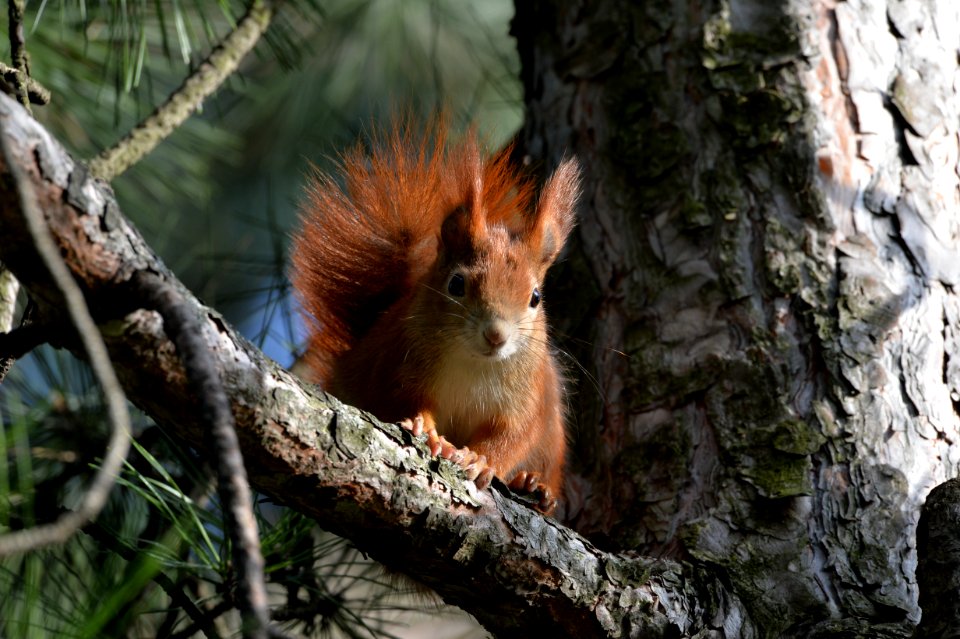 Squirrel