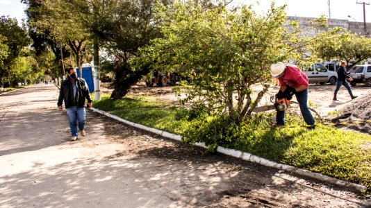 15.06.2020 - Início das podas para requalificação dos canteiros da avenida Duque de Caxias - Foto Michel Corvello