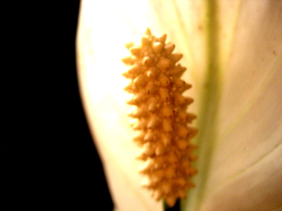 Flor da Mãe