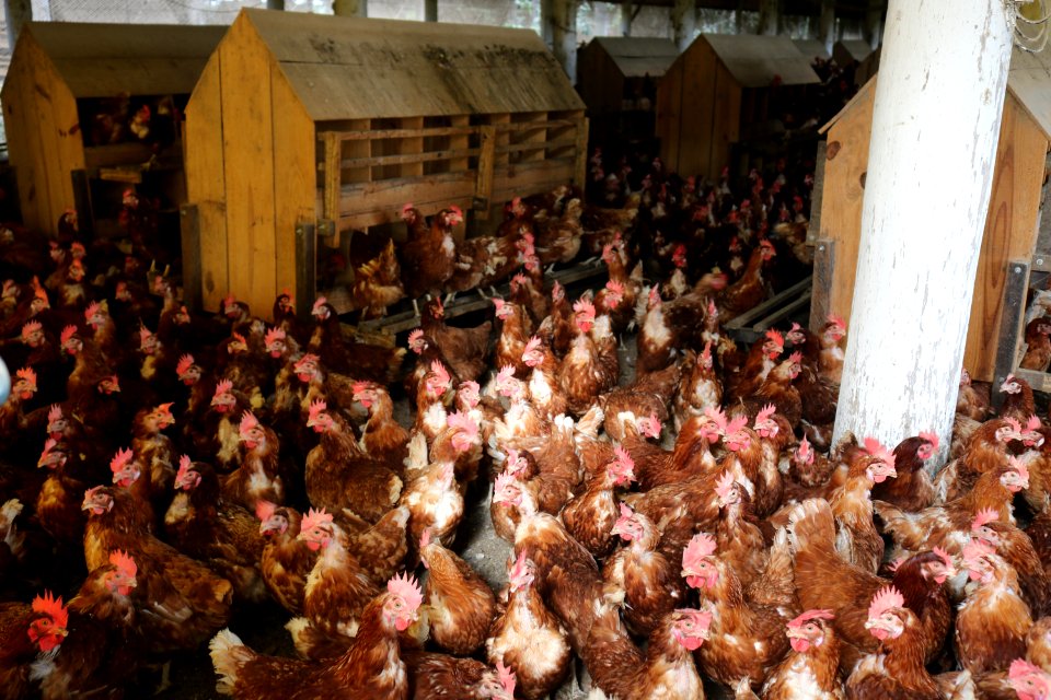 06.03.2020 -Especial sobre criação de aves - Foto Janine Tomberg