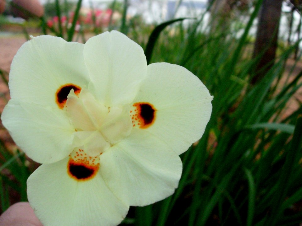 Flor da Canoagem