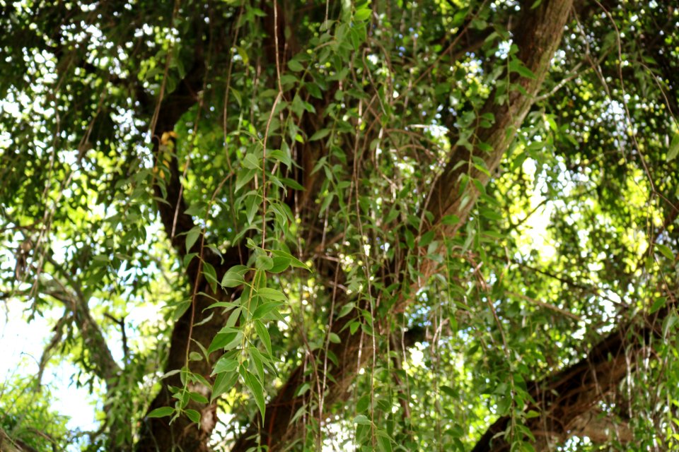 04.02.2020 -Ação para remoção de plantas parasitas nas árvores da Praça - Foto Janine Tomberg