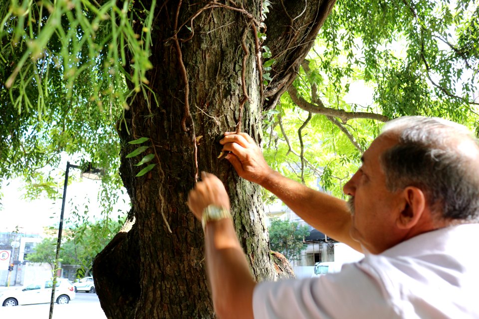 04.02.2020 -Ação para remoção de plantas parasitas nas árvores da Praça - Foto Janine Tomberg
