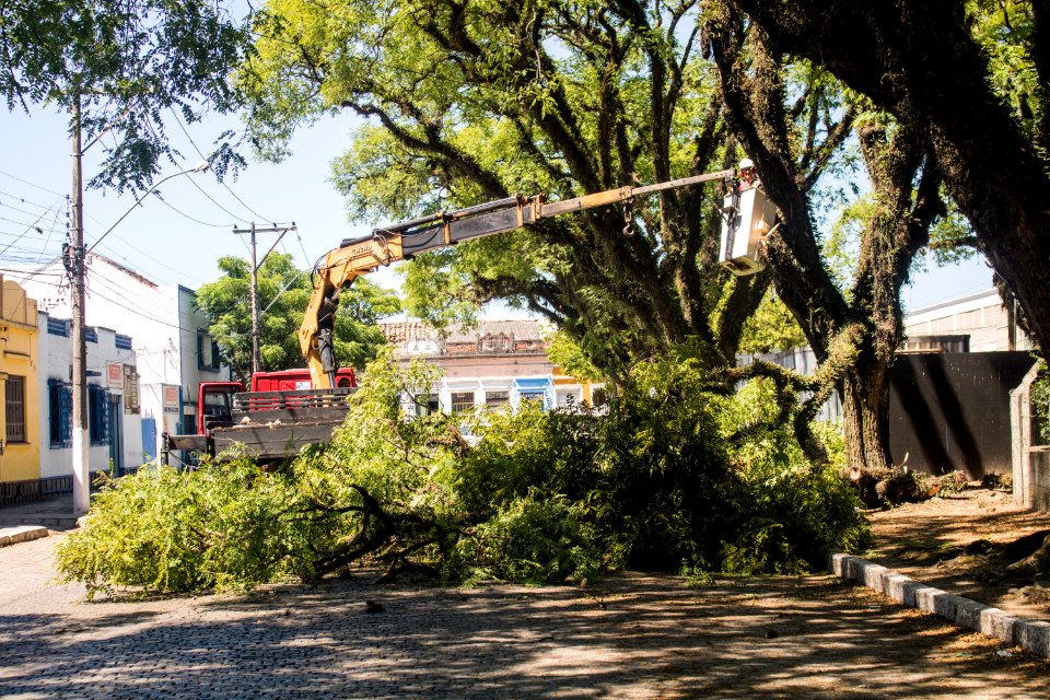 18.12.2019 - Supressão de árvores na avenida Saldanha Marinho - Foto Michel Corvello