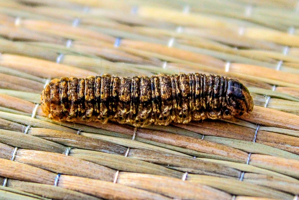 Caterpillar
