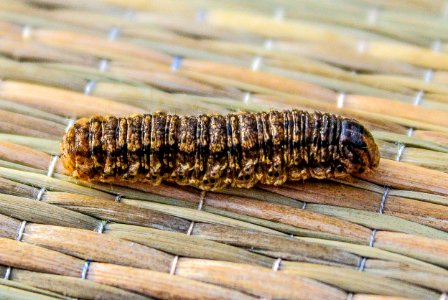 Caterpillar