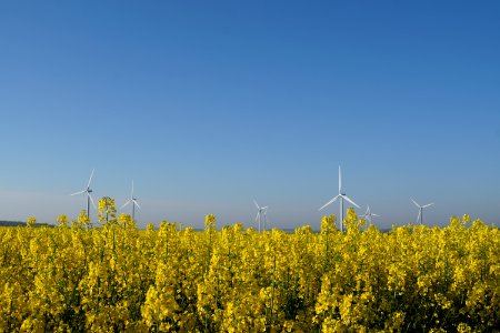 canola wind mills photo