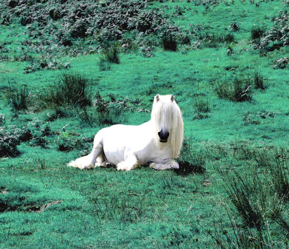 Shadowfax