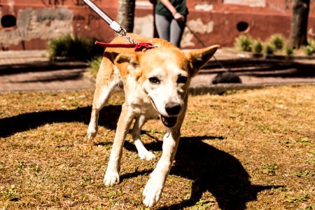 07.12.2019 - Cãominhada da 2ª Semana de Proteção Animal - Foto: Gustavo Vara