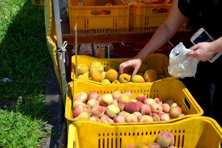 20.11.2019 - SDR - Feira do Pêssego- Foto Janine Tomberg