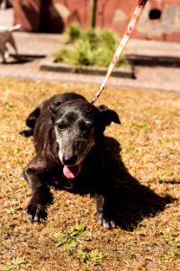 07.12.2019 - Cãominhada da 2ª Semana de Proteção Animal - Foto: Gustavo Vara