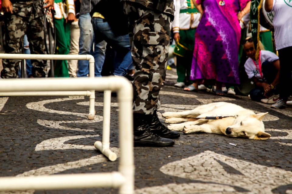 01.12.2019 - Abertura da 2ª Semana de Proteção Animal - Foto: Gustavo Vara