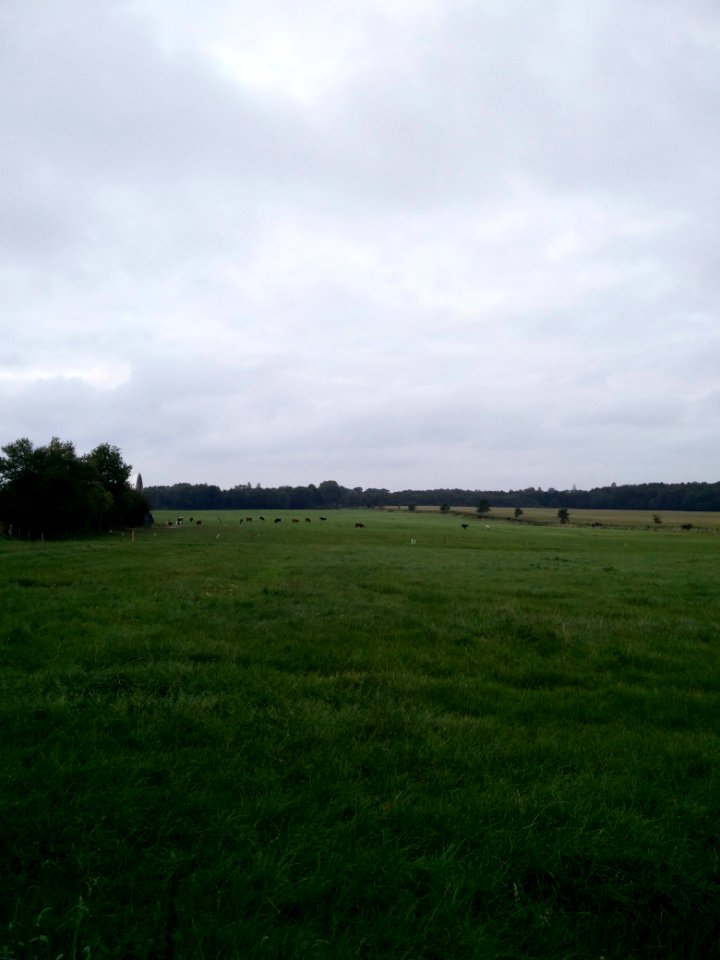 Schleswig-Holstein Feld